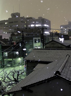 dearloverrr:  riri-neko:  Snow Tokyo 2012