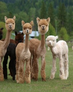 gooserhymeswithmoose:  mugwumpquest:  Sheared Alpacas  THIS IS THE SINGLE MOST TERRIFYING OH OH MY GOD 