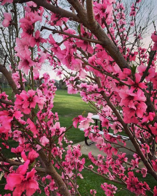 #spring #springiscoming #springblooms  https://www.instagram.com/p/CL_Co3draN8/?igshid=1i2yz4xasmidr