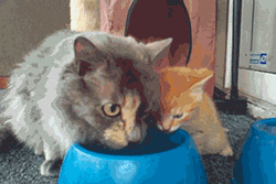 twosheds:  trekkiee:  mcroosa:  Mommy teaching babby easier water drinking way because drinking water is hard experience u get it in your nose. Jesus how she puts her paw on his head in the second one. Such concern and love.  THIS IS THE CUTEST THING