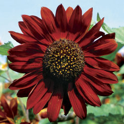 sixpenceee:  Sunflower Velvet Queen has stunning 6 inch flower heads in an opulent shade of rich crimson. They can grow to a reasonable size but no more than about 6 ft. (Source)    me