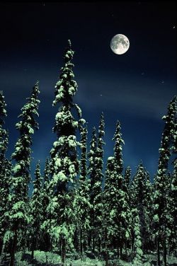 crescentmoon06:  Winter Moon & Trees