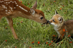 forfoxesonly:  THIS FOX IS LIKE, “BE A DEER AND STOP KISSING ME, PLEASE!” AND THIS DEER IS LIKE, “I CAN’T HELP MYSELF, YOU’RE SUCH A FOX!” THESE TWO! AM I RIGHT!? GET A FOREST!!! 