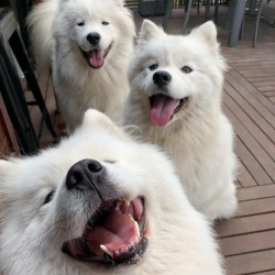 @masterstoybarbie look at these fluffy white babies 