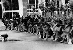 Cat walking past well-trained german shepherds, London, 1987.