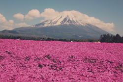 enjoyablesquares:  Sea of petals: Fuji and