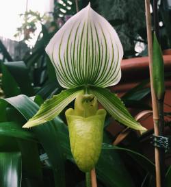 uv-ray:  Beauty💚 #orchid #macrophotography #botanicalgarden  (at Asheville, North Carolina) 