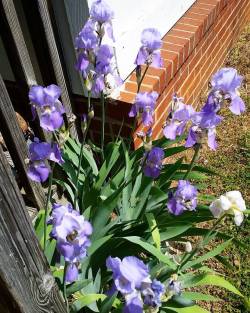 #iris #purpleiris #spring #flowers