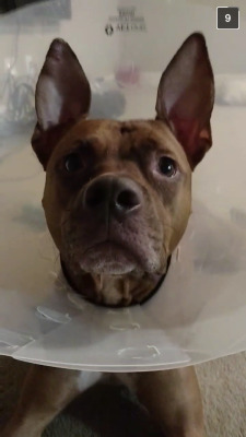 kthnxbbycakez:  https://www.gofundme.com/2jht6ek  Hello everyone,  This pup’s name is Koda and he needs your help! Koda has a severely torn ACL and cannot use his right leg! He is in lots of pain and I would love to be able to get him the surgery he