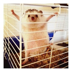 garp:  Biddy the Hedgehog [instagram] 
