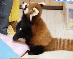 geekingout:  zero-the-her0:  nightcloak:  unforgivingplace:  I am fairly convinced that Red Pandas are not real.  OHMYGOD  THEY ARE LIKE CHILDREN WITH TAILS   ive always loved red pandas just from seeing them at the zoo but thanks to tumblr i love them