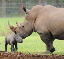 theanimalblog:  Baby Rhino 
