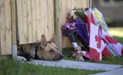 Cpl. Nathan Cirillo’s beloved dogs wait for him at his home in Hamilton, Ontario &hellip; may he Rest In Peace