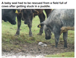 irontemple:  WHAT WAS HE DOING IN A FIELD OF COWS.   ^ditto that in the actual fuck was a seal doing in a field of god damn cows?
