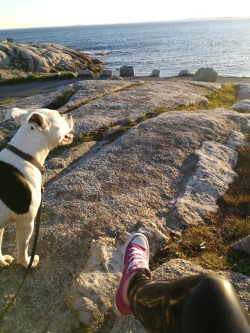 pcs0414md:  halifaxlatexcumslut:Watching the sun go down 🌅 #latexleggings #chucks #pitbull #latexSo proud of my girl wearing her latex leggings for a walk around Peggys Cove . I think you caught the attention of every guy and a few girls with how sexy