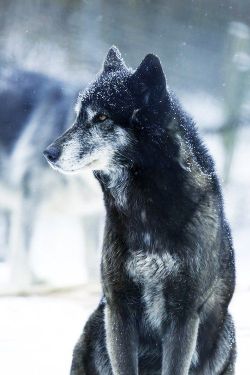 dukenicky:  wonderous-world:  Lone Wolf by