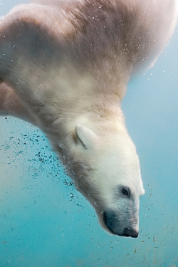 thelavishsociety:  Polar Bear by Sergei Gladyshev | LVSH