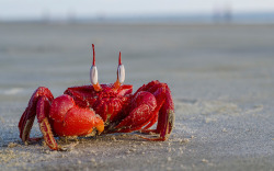 allcreatures:  Ghost crab in Frazerganj,West Bengal, India Picture: Avrajjal Ghosh / Barcroft India  he&rsquo;s like a cartoon