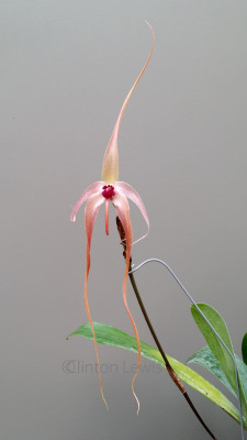 orchiddynasty:  Bulbophyllum echinolabium  (Borneo/Sulawesi)  No matter how you see it Bulb. echinolabium is a show stopper. If the 18” flower or deeply colored and textured lip that sways in the wind as if on a minute hinge doesn’t intrigue you-
