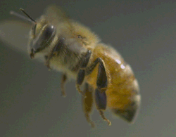 milkywayrollercoaster:  Beeweb