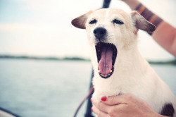 serendipity-precious:  Crazy dog by Jasmijn Hormann on Flickr. 