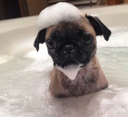 terra-puella:  hi hello ur going to do great today and if u dont believe me than here’s a puppy pug taking a bath 