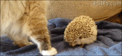 maritzac:  lulz-time:  Cat sits on prickly hedgehog.   aaah this looks comf- AAAGH WHAT THE FUCK, JESUS 