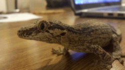 dragonsnoot:My first gargoyle gecko, Cleo.https://www.facebook.com/gargoylegalaxy