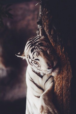 Royal Bengal Tiger&hellip;.my friend is having his power sleep