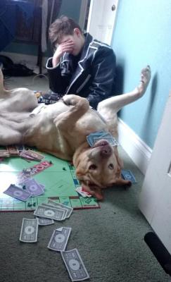 killerville:  dracofidus:  I JUST WANTED TO PLAY MONOPOLY  LOCAL DOG DESTROYS CAPITALISM 