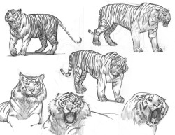 ryanlangdraws:  Some old tiger studies for a personal/school project that was a take on Beowulf and Grendel. The tiger was supposed to be Grendel, a Nazi experiment, and his cave was a crashed bomber. 