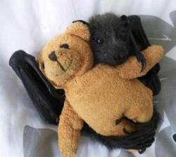 Baby bat and his snuggly bear.