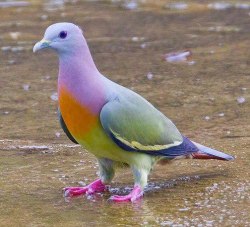 kenyatta:  scienceyoucanlove:  This is the pink-necked green pigeon (Treron vernans) and it’s honestly not photoshopped.They’re found in Cambodia, Indonesia, Malaysia, Myanmar, the Philippines, Singapore, Thailand, and Vietnam. Its natural habitats