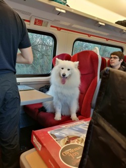 dawwwwfactory:  This dog I saw on the train today Wanna get a free Lush bath bomb? Click here and reply with which one you chose!