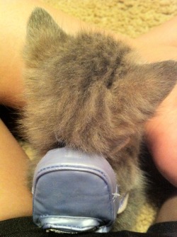 datcatwhatcameback:  glenn-griffon:  smotheredrainbows:  tacocityruckus:  mikefalzone:  alchemy:  TINY KITTEN WITH A TINY KITTEN BACKPACK  What could POSSIBLY be in the TINY BACKPACK?!  cat nip dime bag and a list of people to kill  It’s a very tiny