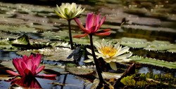 Lily Pond | Paintography By Ray Bilcliff
