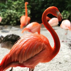 stressedcollegestudent:#iphone7plus #flamingo (at Busch Gardens Tampa Bay)
