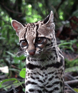 faerieschild:  biomorphosis:  Margay is a mammal that belongs to family of cats. They are shy and spend most of the time above trees and prefers life in evergreen forests.  Unlike other cats, Margay is able to move down the tree, with its head going