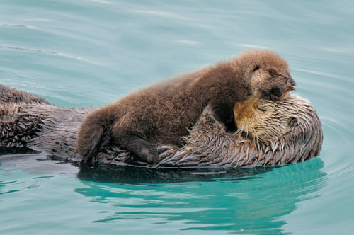 cuteness-daily:  Animals with their babies 