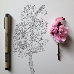umfag:  mas0n-jars:  noelbadgespugh:  blossom ink       the drawing looks better than the real thing wow 