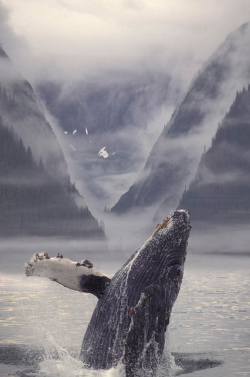  Composite Humpback Whale Breaching With