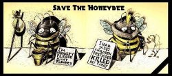 chrysostmom:  moochiethinks:saepphire:bee-hivestudios:dezfez: grosser:  geminifluxed:  hellbunnyshutch:  Reblogging because this actually is a thing that should concern more people.   If bees go extinct we will ALL die. No question about it. We cannot