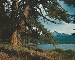 themcgovernresidence:  Ponderosa Pine on the shore of Diamond Lake. Mt. Thielsen in the background.  Ray Atkeson ©1968 