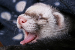 foxytail11:  mrpaws:  Happy Ferret Tongues.  This is the first thing i saw on foxy’s home page feed and i squealed like a little child. Now if you’ll excuse me, i need to do 100 pushups and wrestle a pack of wolves to get my masculinity back. 