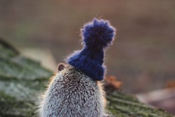 buffy-the-pipe-slayer:  ridiculouslyrachel:  Pendleton the hedgehog.  Chuck won’t let me put cute hats on her 😔 