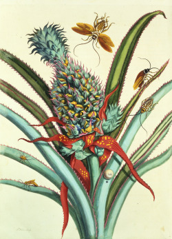 raveneuse:  Maria Sibylla Merian, Plate 1 from Dissertation in Insect Generations and Metamorphosis in Surinam, 1719   mmm, cockroaches with that pineapple? 