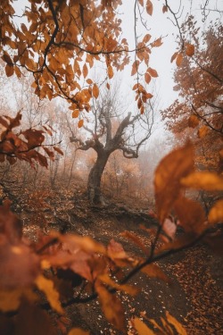 magicalautumn: 🍂Follow for all things cozy and autumn related! 🍂 http://magicalautumn.tumblr.com 