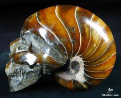 sixpenceee:    You are looking at an Ammonite Fossil skull. In India ammonite fossils are identified with the god Vishnu and are used in various ceremonies. The name Ammonite comes from the Greek ram-horn God called Ammon. Ammonites are the most widely