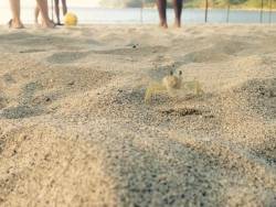 ivanruor:  Cangrejo en la playa de Santa