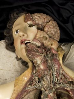 Morbid Anatomy: Care and Conservation of Early 19th Century Wax Anatomical Models. Ha. Tools &amp; Tips.  